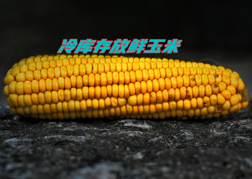 冷庫存放鮮玉米:保鮮秘訣大揭秘