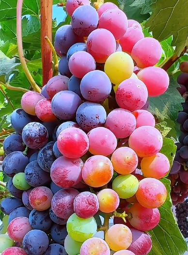 葡萄冷庫建設指南:打造專業級葡萄保鮮倉儲_上海開冉制冷