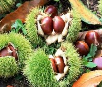 建一個存放2000噸板栗(毛栗子)冷庫造價是多少