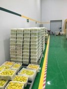 山東3000噸水果保鮮庫安裝造價預算多少？