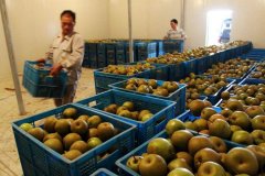 5000噸香梨保鮮冷庫(kù)安裝大概投資多少錢(qián)？