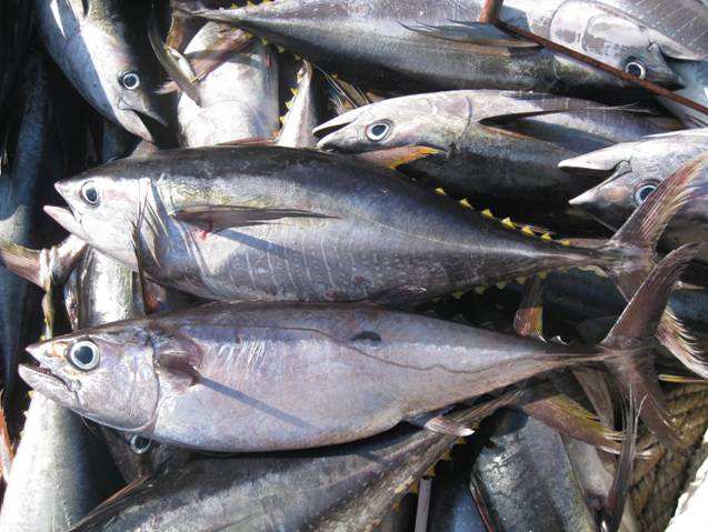 金槍魚冷庫(kù),超低溫冷凍庫(kù) 金槍魚冷庫(kù),超低溫冷凍庫(kù)