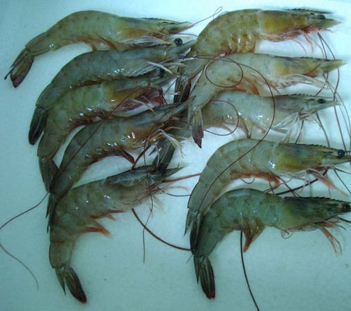 水產品保鮮冷庫,海鮮冷凍庫