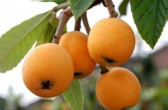 為何果蔬在氣調(diào)庫(kù)比在保鮮庫(kù)的保鮮期更長(zhǎng)口感更好？