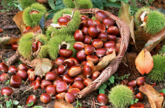 想建板栗冷庫,100噸板栗冷藏庫價格多少